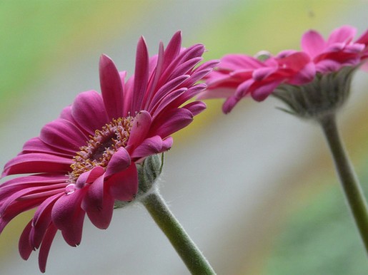 two pink daisy flowers.jpg