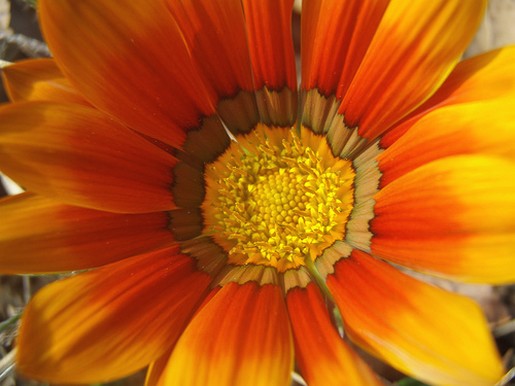 unique daisy photo.jpg
