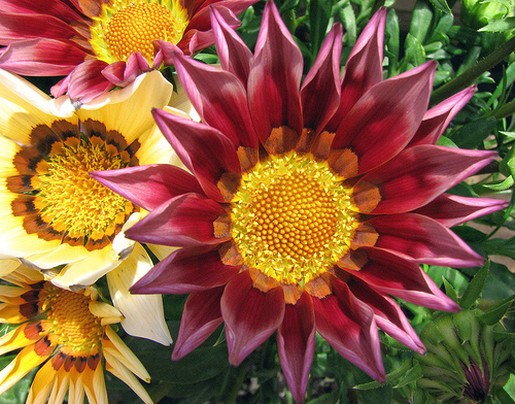 unique daisies.jpg