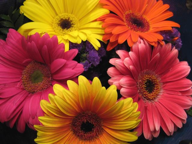 types of daisies identified as Gerbera Daisy