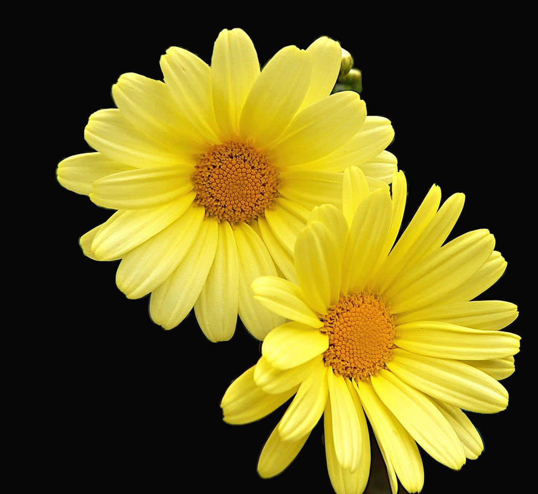 two yellow daisies.jpg