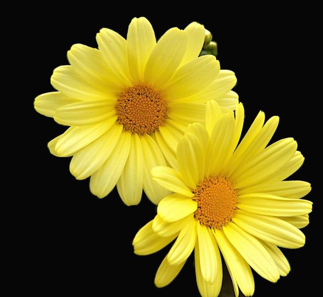 two yellow daisies.jpg