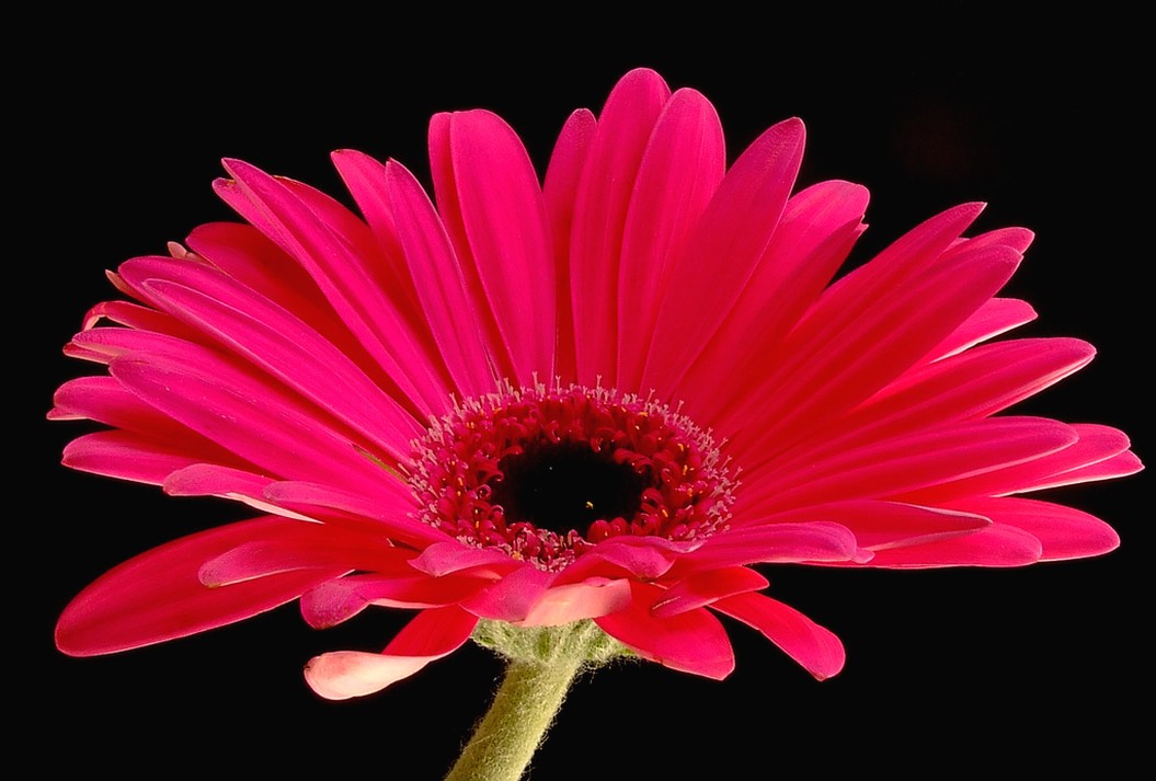 wedding flower picture.jpg