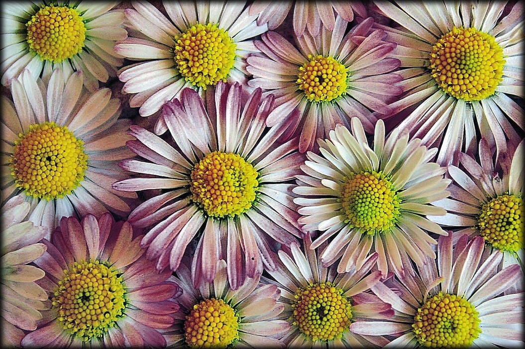 wedding daisy flowers.jpg