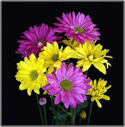 wedding daisy bouquet.jpg
