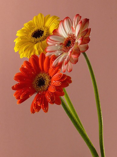 wedding flowers.jpg