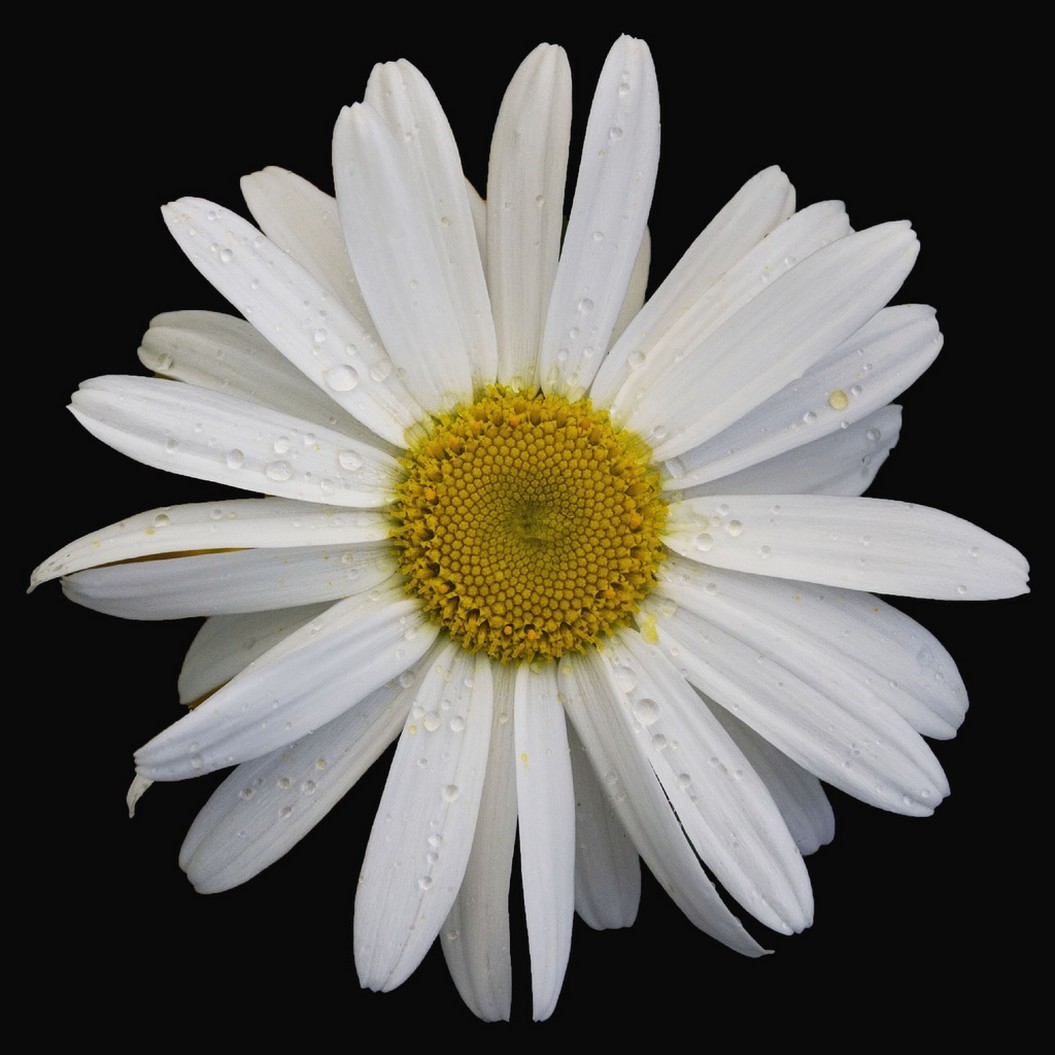 wet white daisy flwoer picture.jpg