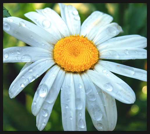 wet white daisy flower.jpg