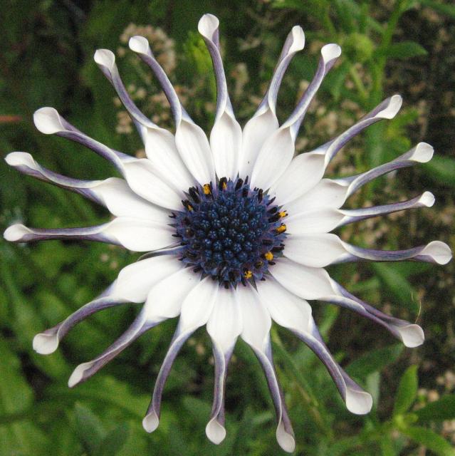 white African daisy flower with blue photo.jpg