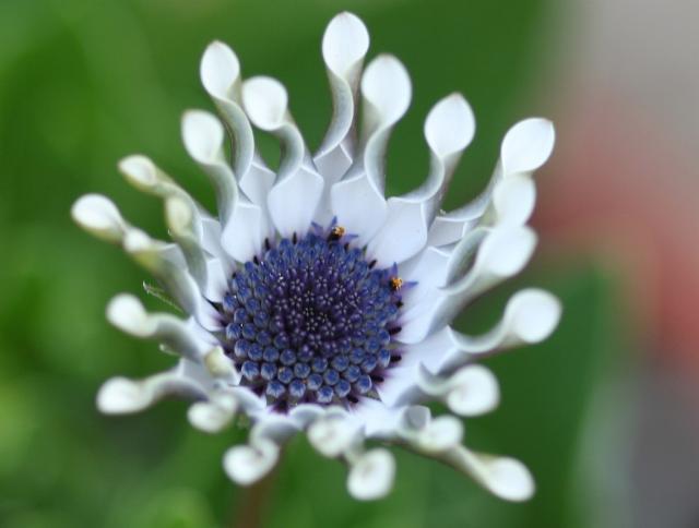 white African daisy flower with blue center.jpg