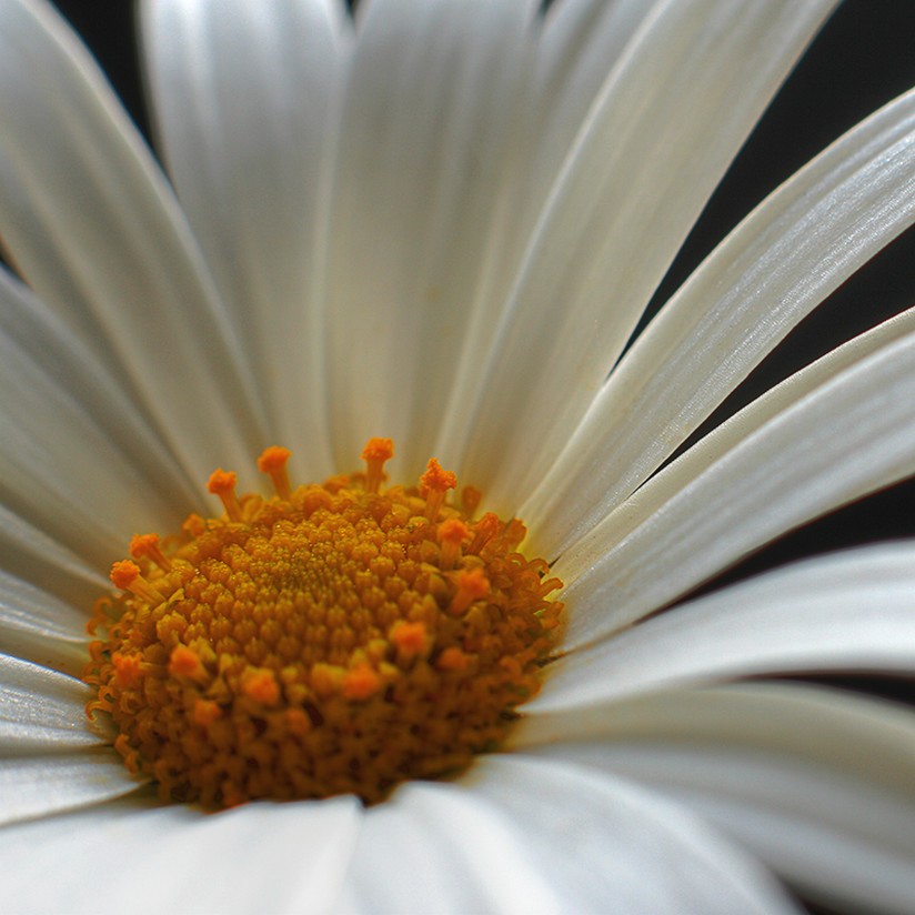 white daisy close up.jpg