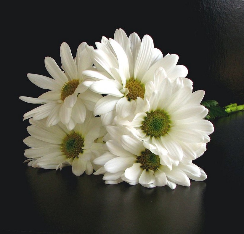 white daisy bouquet picture.jpg