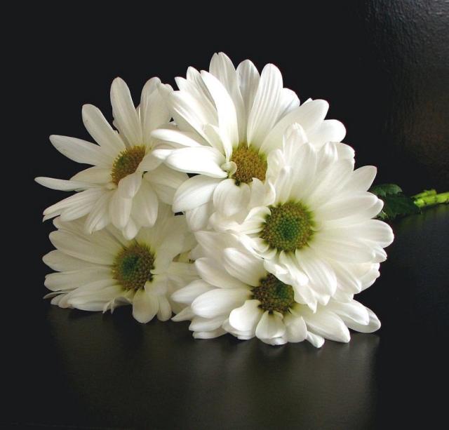 white daisy bouquet picture.jpg