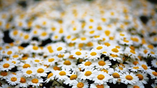 white daisy bedding picture.jpg