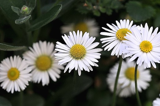 white daisies.jpg