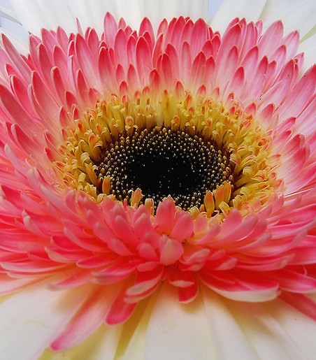 white and pink gerbera.jpg