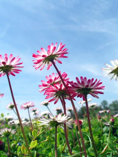 white and pink daisy flowers picture.jpg