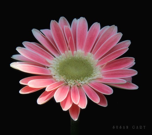 white and pink daisy flower with green center photo.jpg