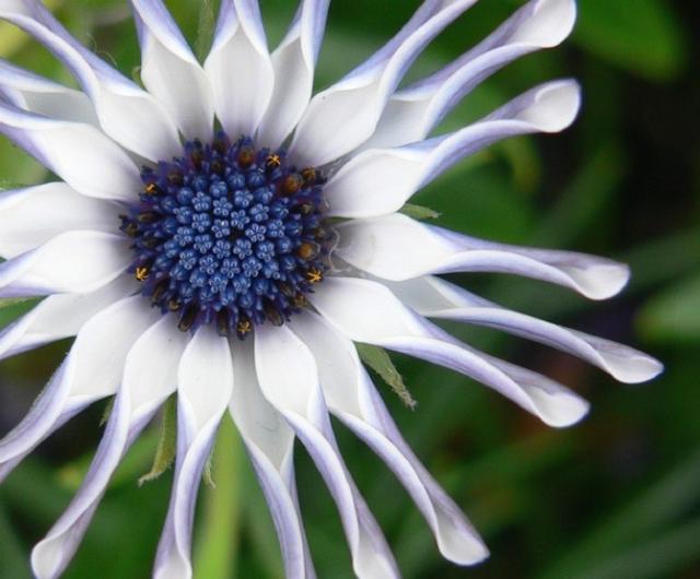 white African daisy with blue center.jpg