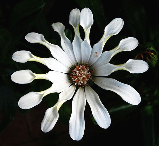 white African daisy image.jpg