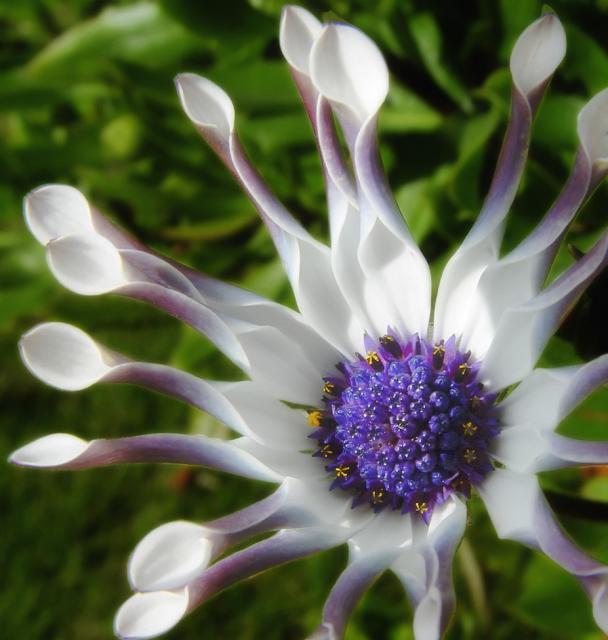 white African daisy flower with dark purple eye.jpg