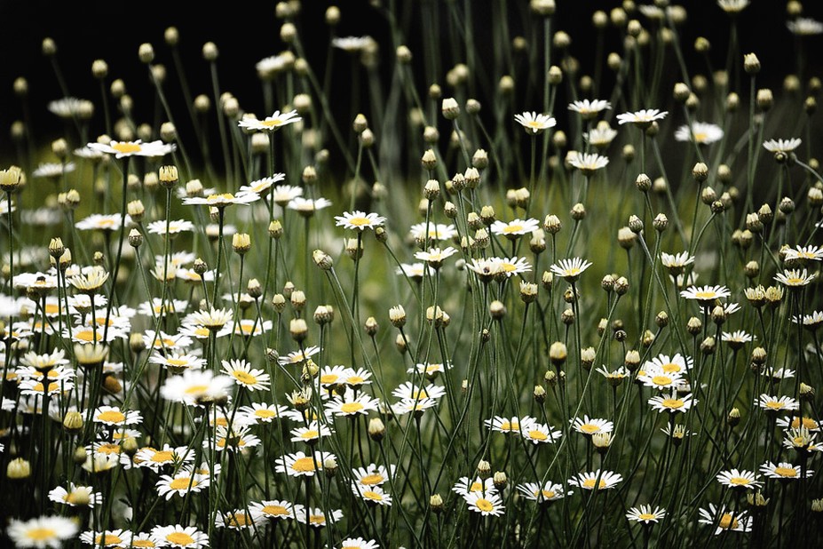 white daisy field.jpg