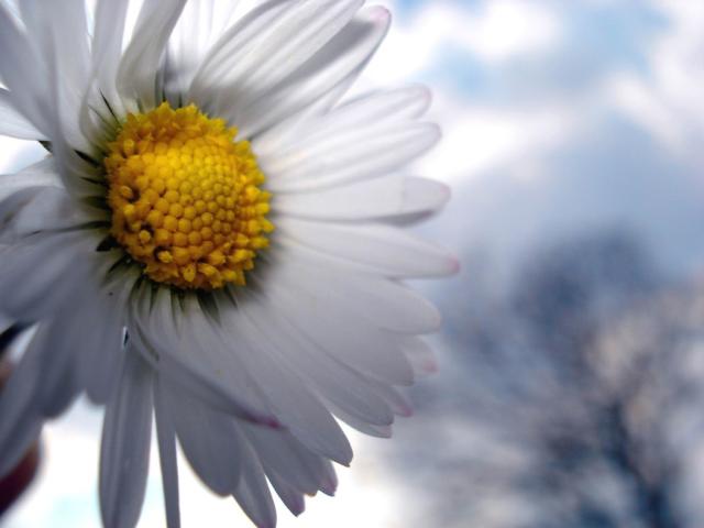 white daisy flower close up picture.jpg