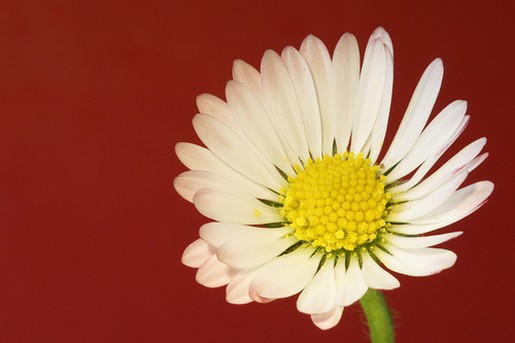 white daisy flower iwth red back ground.jpg