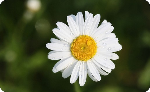 white daisy flower in white.jpg