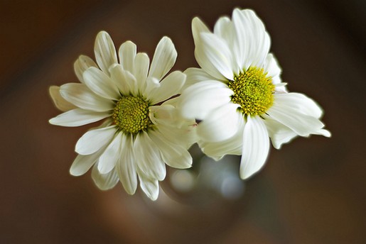 white daisy flower image.jpg
