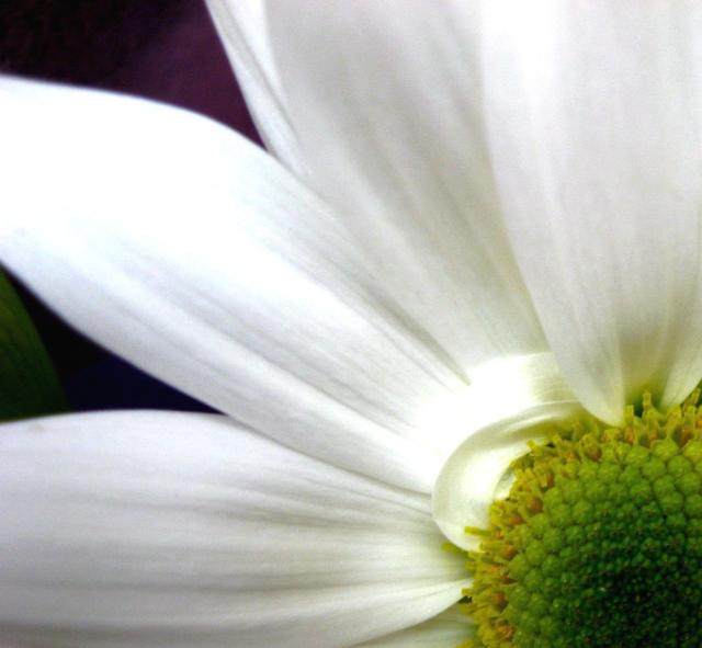 white daisy flower close up.jpg