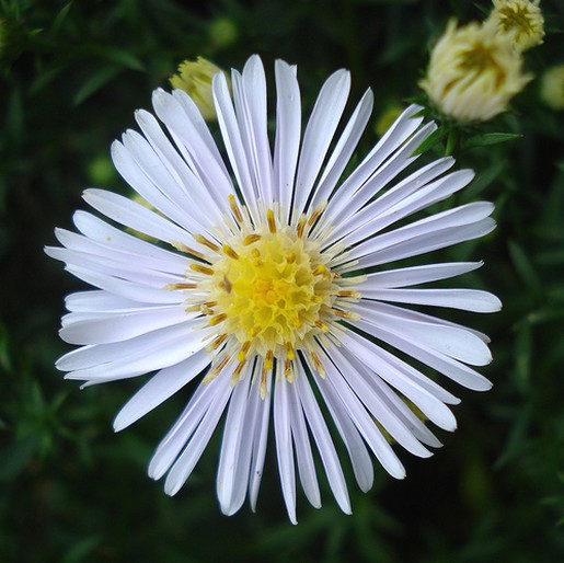 white daisy flower picture.jpg