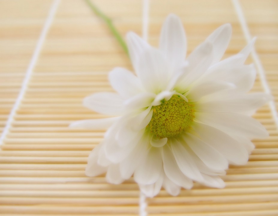 white daisy flower with green center photo.jpg