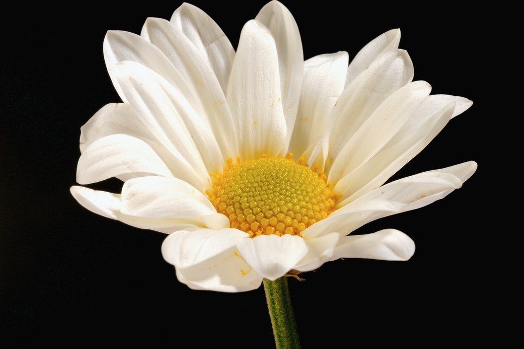 white daisy flower with yellow photo.jpg