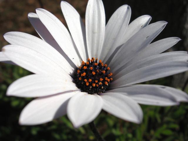 white daisy flower with orange center.jpg