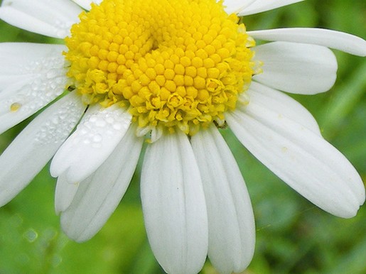 white daisy flower.jpg