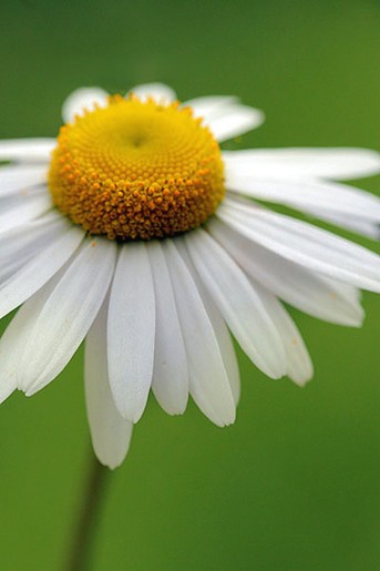 white daisy flower with yellow.jpg