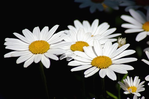 white daisy flowers pic.jpg