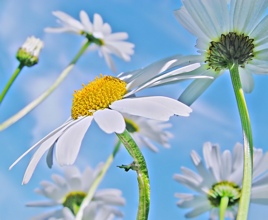 white daisy flowers photos.jpg