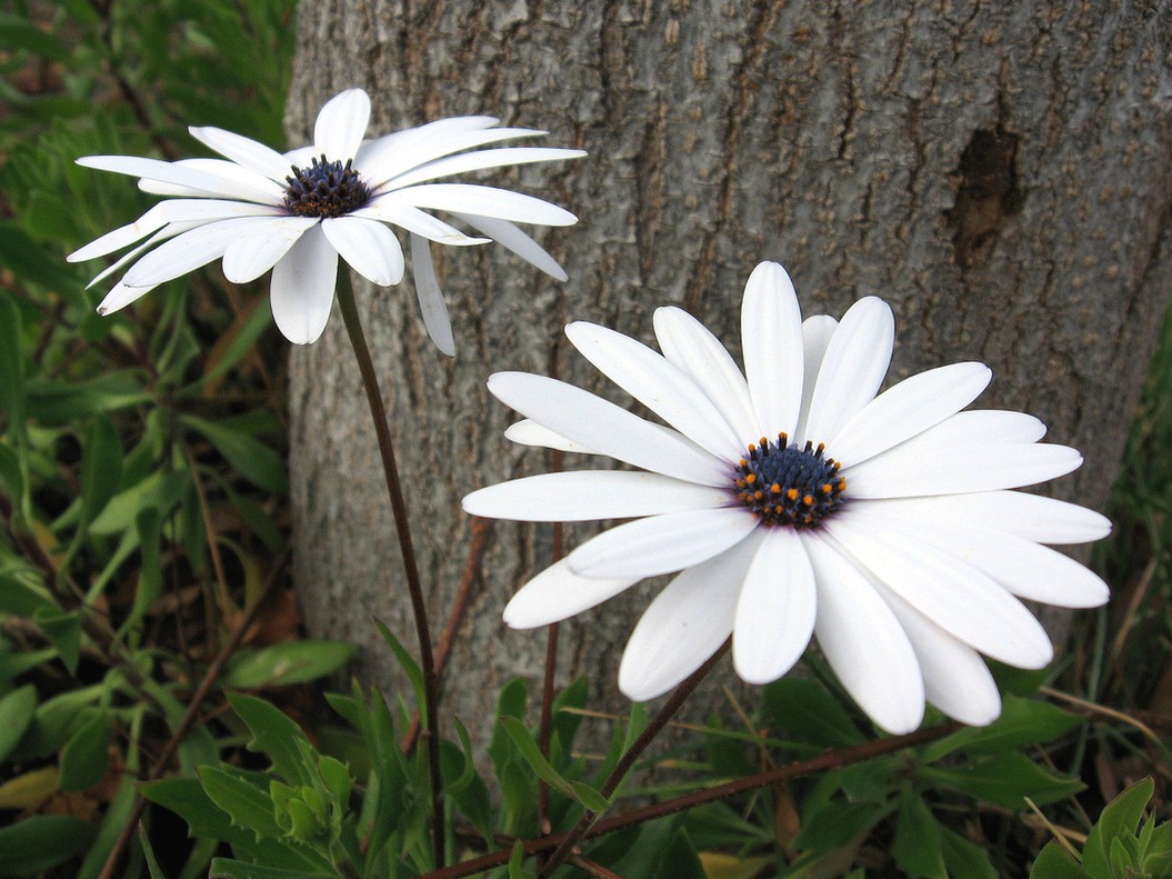 white daisy flowers picture.jpg