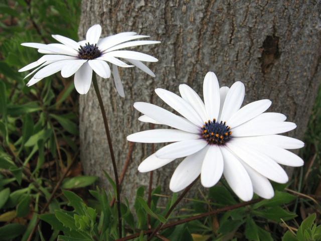 white daisy flowers picture.jpg