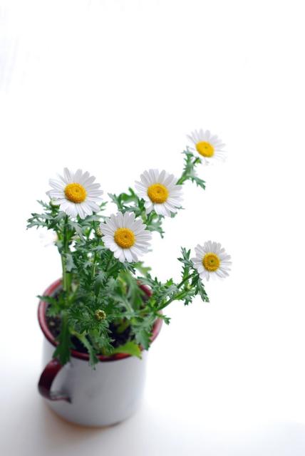 white daisy flowers pot.jpg