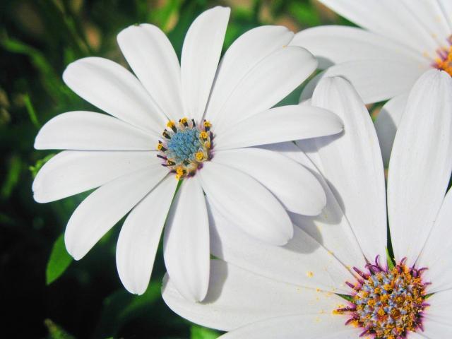 white daisy flowers with colorful centers.jpg