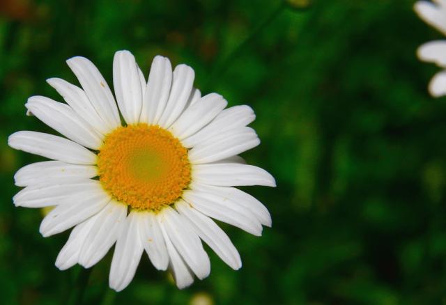 white daisy flowers.jpg