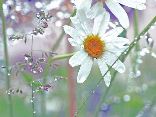 white daisy photos.jpg