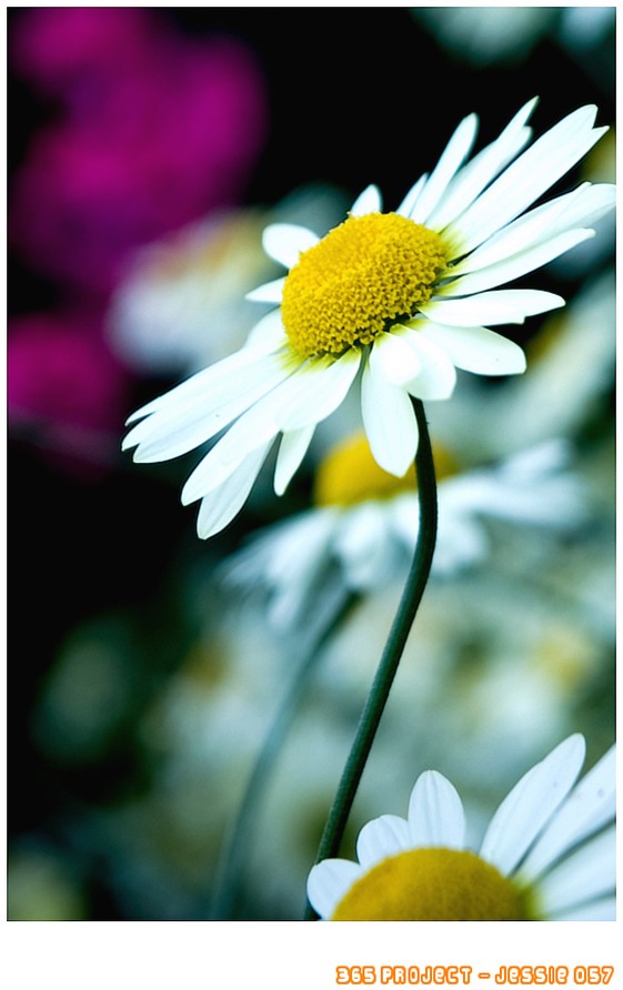 white daisy pic.jpg