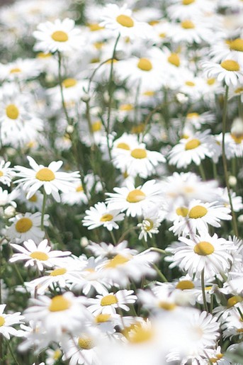 white field of daisies.jpg