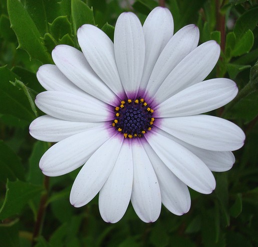 white daisy.jpg