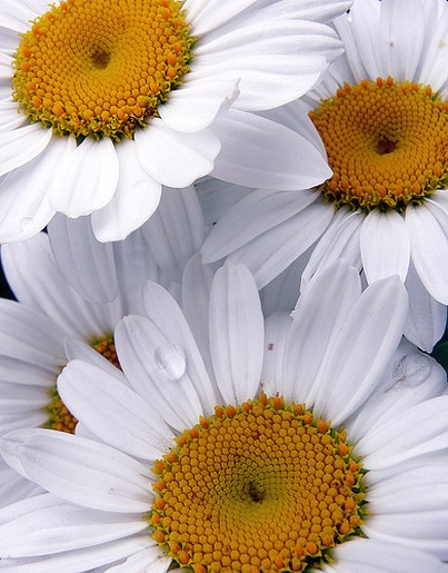 white daisy with yellow center.jpg