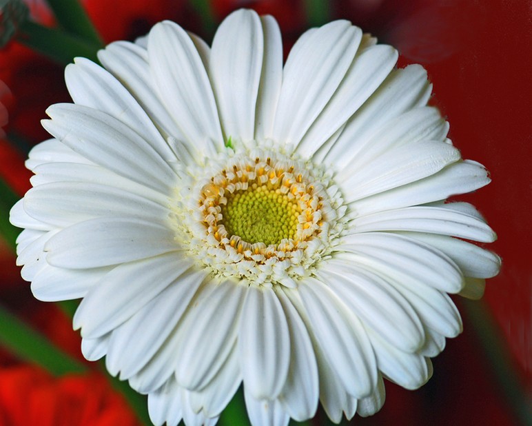 white daisy with yellow center picture.jpg